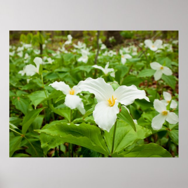 Trillium Vild Flower Poster (Framsidan)