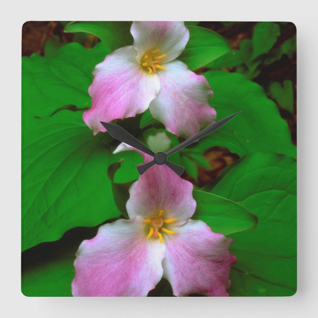 Trillium vildblomma fyrkantig klocka (Framsida)