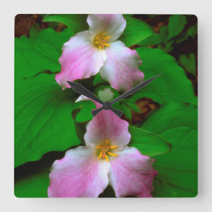 Trillium vildblomma fyrkantig klocka