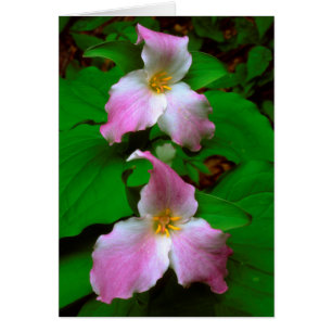 Trillium vildblomma hälsningskort