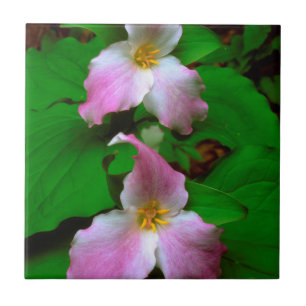 Trillium vildblomma kakelplatta