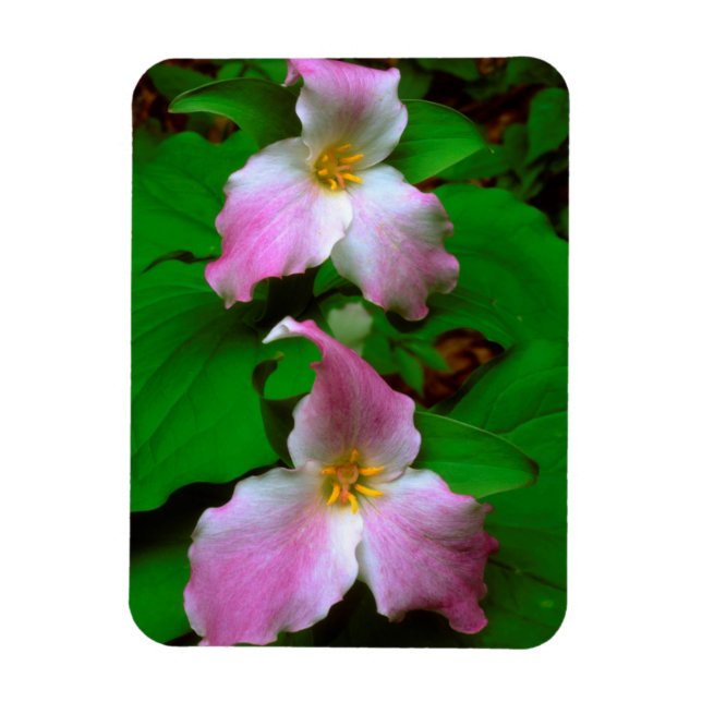 Trillium vildblomma magnet (Vertikal)