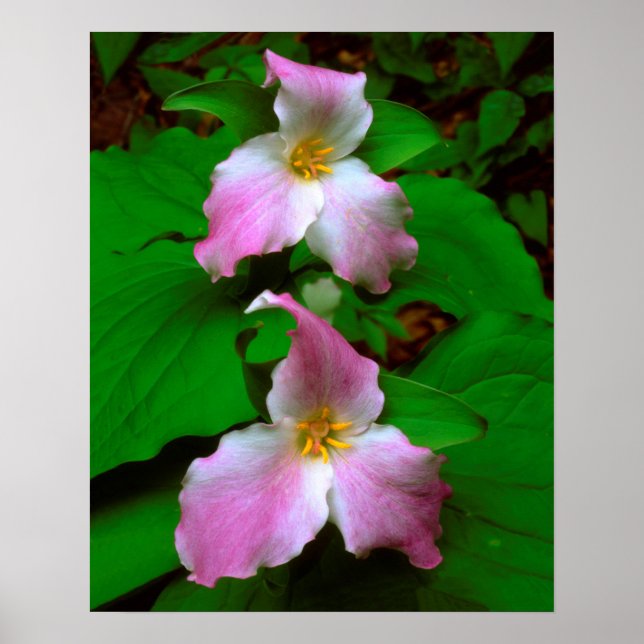 Trillium vildblomma poster (Framsidan)