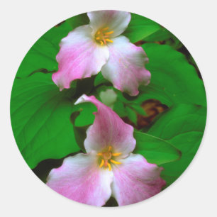 Trillium vildblomma runt klistermärke