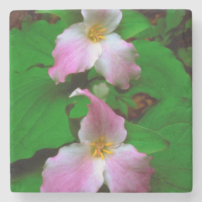 Trillium vildblomma stenunderlägg (Framsidan)