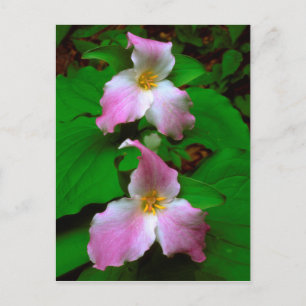Trillium vildblomma vykort