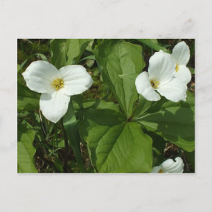 Trillium Vykort