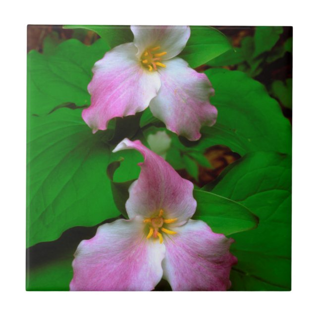 Trillium Wildblomma Kakelplatta (Framsidan)
