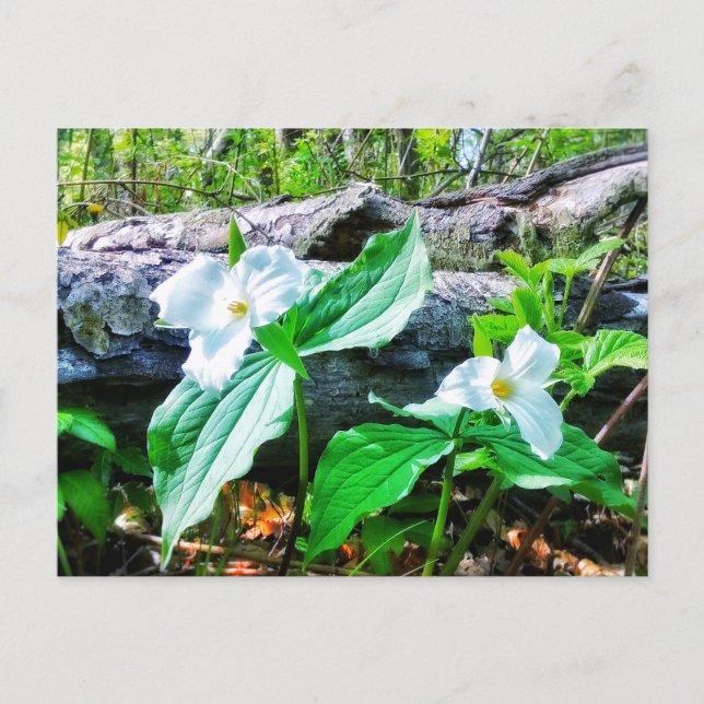 TRILLIUMS POSTCARD VYKORT (Framsida)