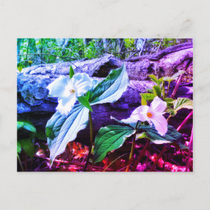 TRILLIUMS RAINBOW POSTCARD VYKORT