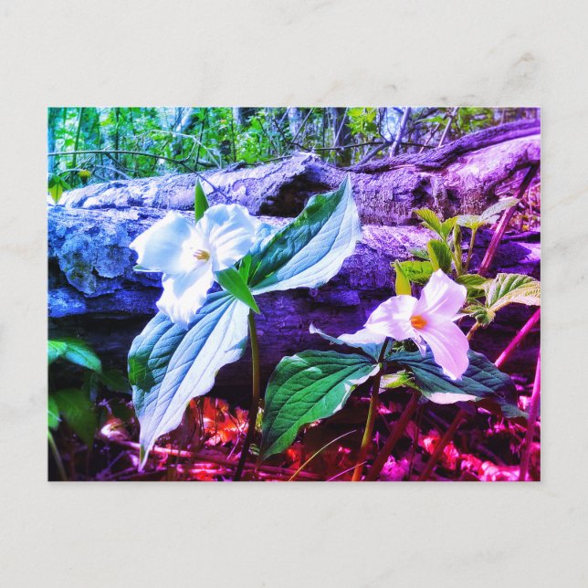 TRILLIUMS RAINBOW POSTCARD VYKORT (Framsida)