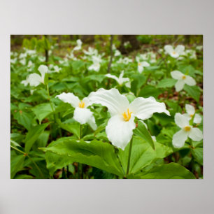 Trilliumvildblomma Poster