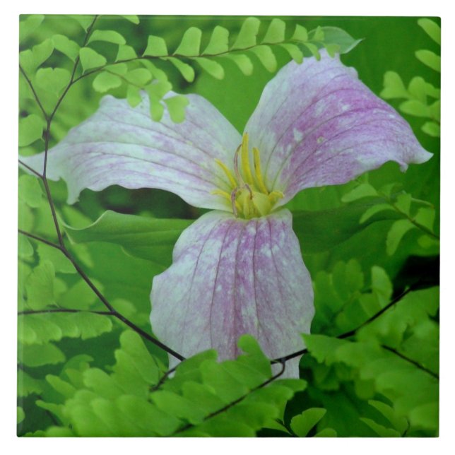 TRILLLIUM- OCH FERNCERAMISTIKETT/TRIVET KAKELPLATTA (Framsidan)