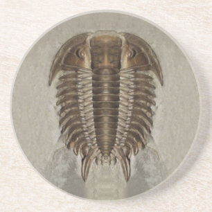 Trilobite fossil- kustfartyg underlägg sandsten