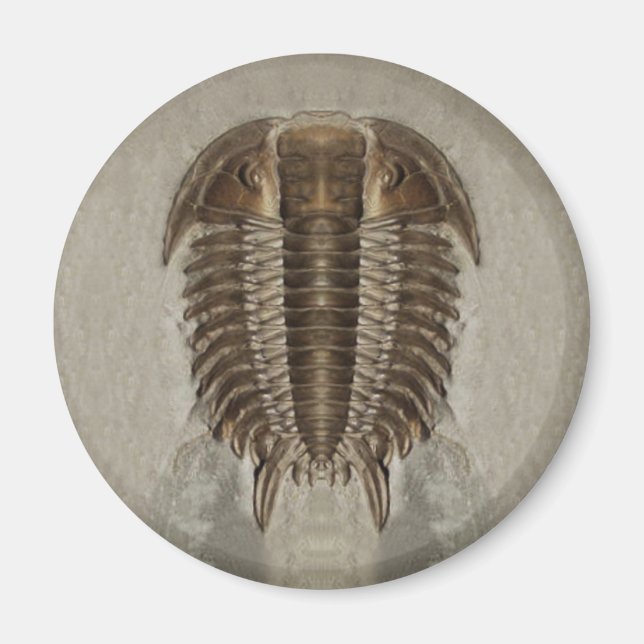 Trilobite Fossil Magnet (Framsidan)