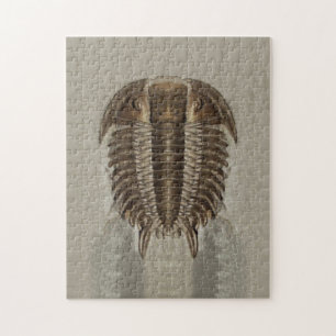 Trilobite fossil- pussel