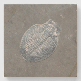 Trilobite Fossil Stenunderlägg