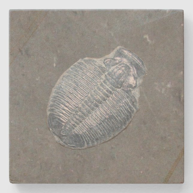 Trilobite Fossil Stenunderlägg (Framsidan)