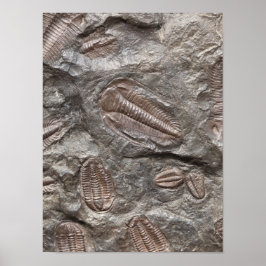 Trilobite, Fossil: TRILOBITES FOSSILS Poster