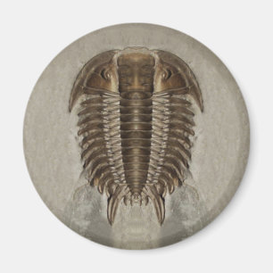 Trilobite fossilmagnet magnet