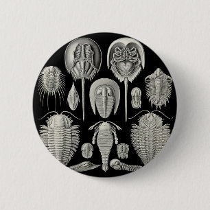 Trilobite! Knapp
