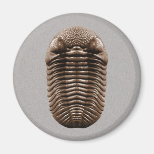 Trilobite Magnet