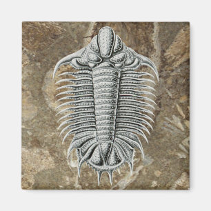 Trilobite magnet