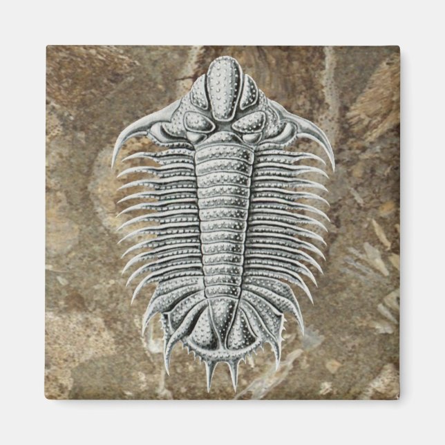 Trilobite Magnet (Framsidan)