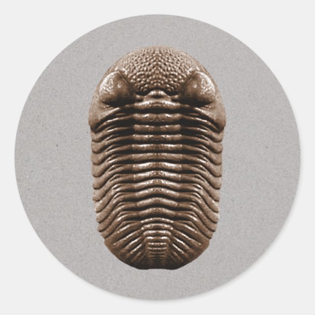 Trilobite Sticker Runt Klistermärke (Framsida)