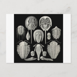 Trilobite! Vykort