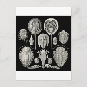 Trilobite! Vykort