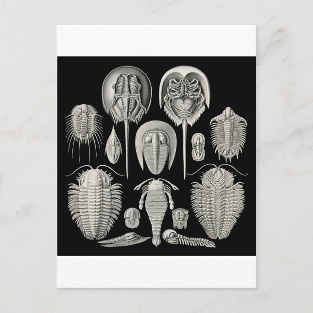 Trilobite! Vykort (Framsida)