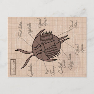 Trilobite Vykort