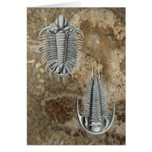 Trilobites kort