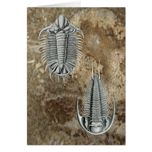 Trilobites kort (Framsidan)