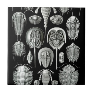 Trilobites och fossil i svartvitt kakelplatta
