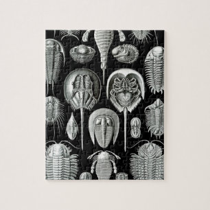 Trilobites och fossil i svartvitt pussel