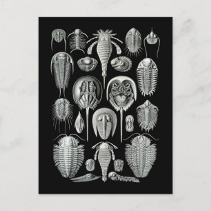 Trilobites och havsScorpions Vykort