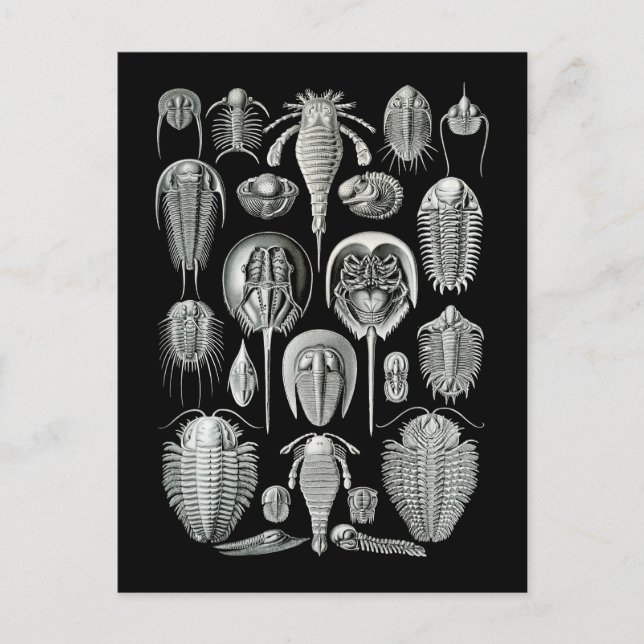 Trilobites och havsScorpions Vykort (Framsida)
