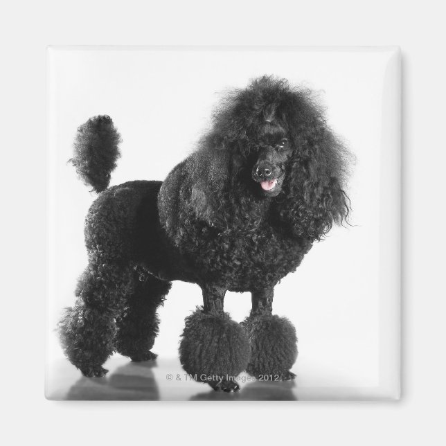 Trimmad Black Pudel Magnet (Framsidan)