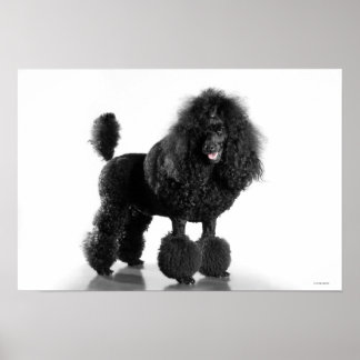 Trimmad Black Pudel Poster