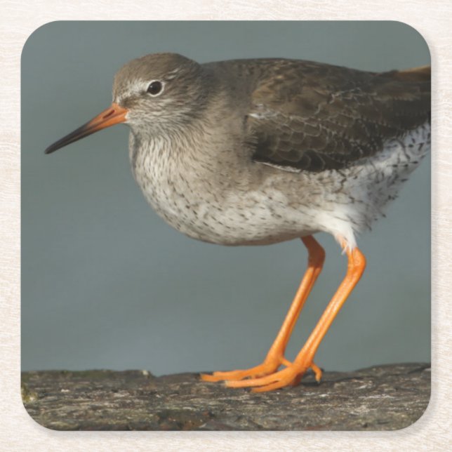 Tringa Totanus för Redshank | Underlägg Papper Kvadrat (Framsidan)