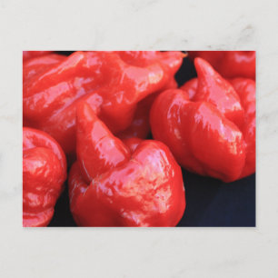 Trinidad Moruga Scorpion Chili Pepper Postcard Vykort