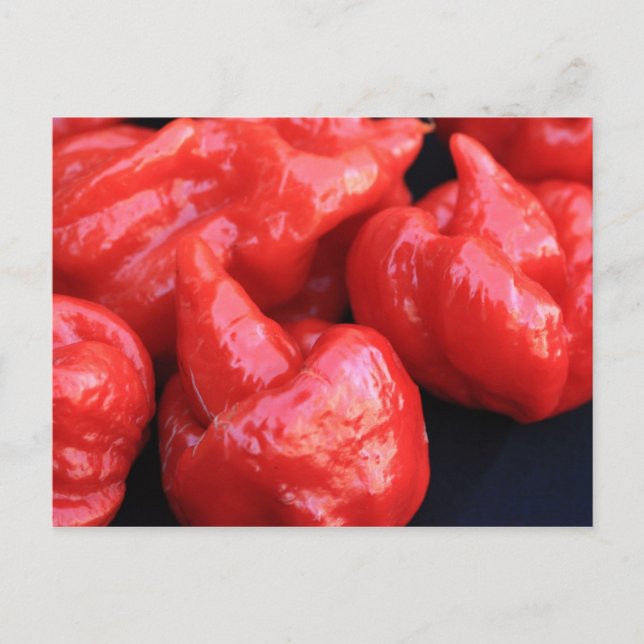 Trinidad Moruga Scorpion Chili Pepper Postcard Vykort (Framsida)