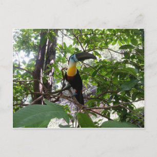 Trinidad vykort för kanalburen Toucan