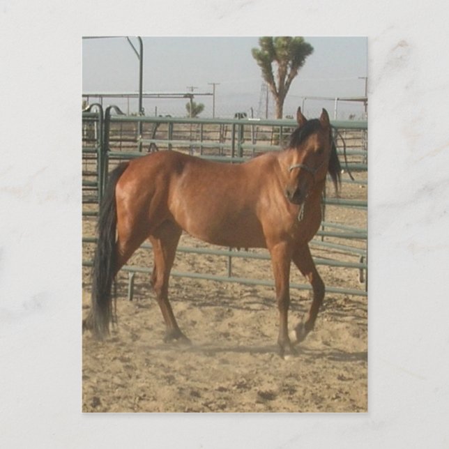 Trinket Vykort (Framsida)