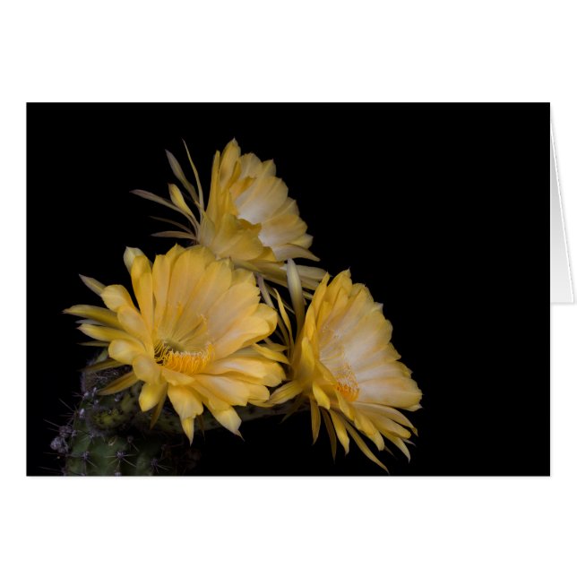 Trio av Charlemagne Hälsningskort (Framsidan Horizontal)