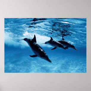 Trio av delfiner poster