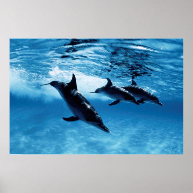 Trio av delfiner poster (Framsidan)