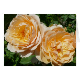 Trio av persikor rosor Blommor Hälsningskort